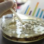 Gloved hand using a swab to collect a sample from mold growth in a petri dish