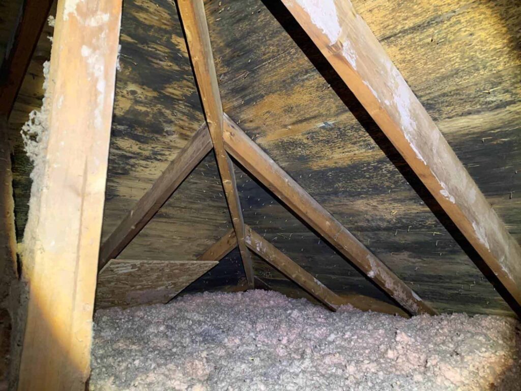 Severe mold growth on the wooden underside of an attic roof, with insulation below